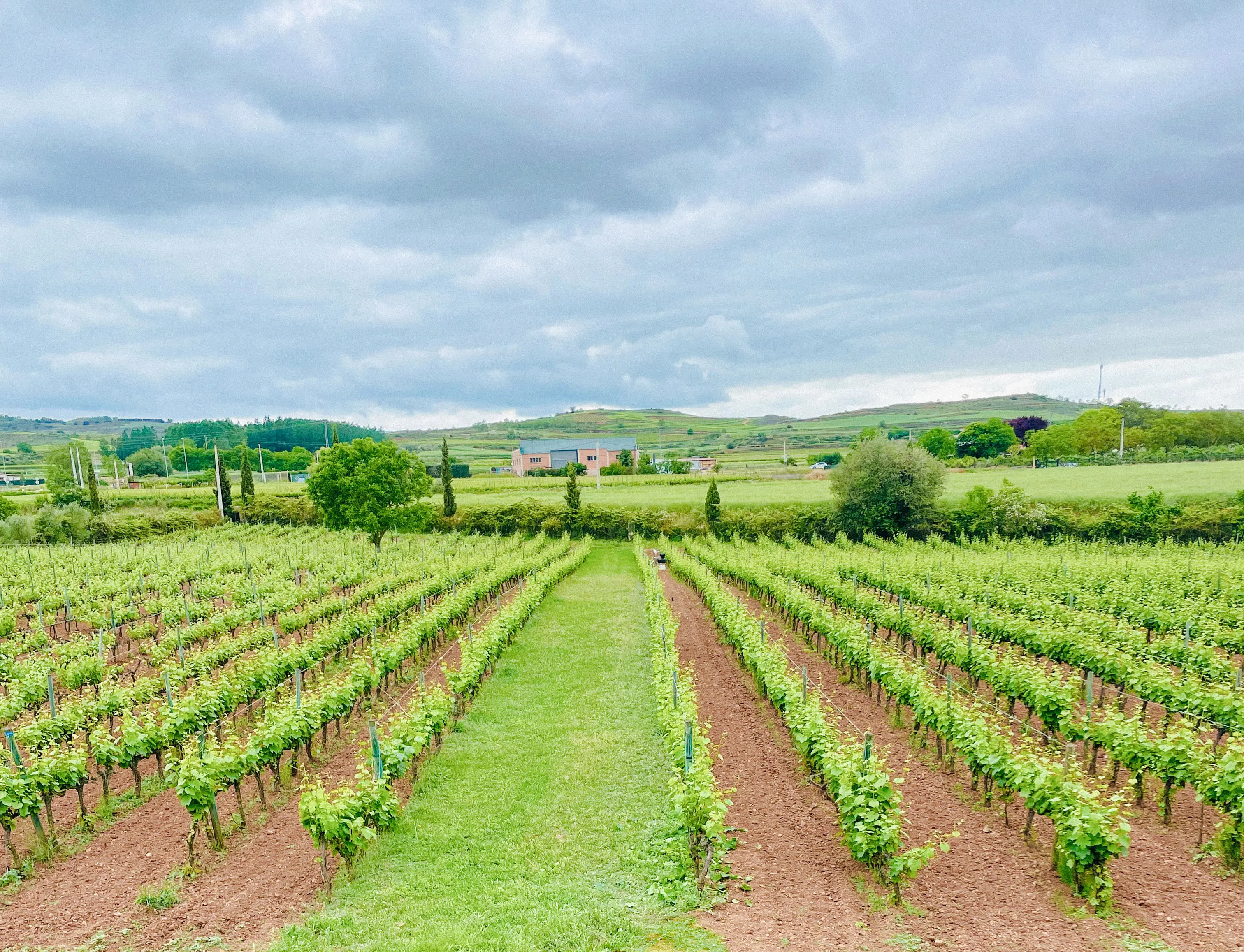 Vineyard